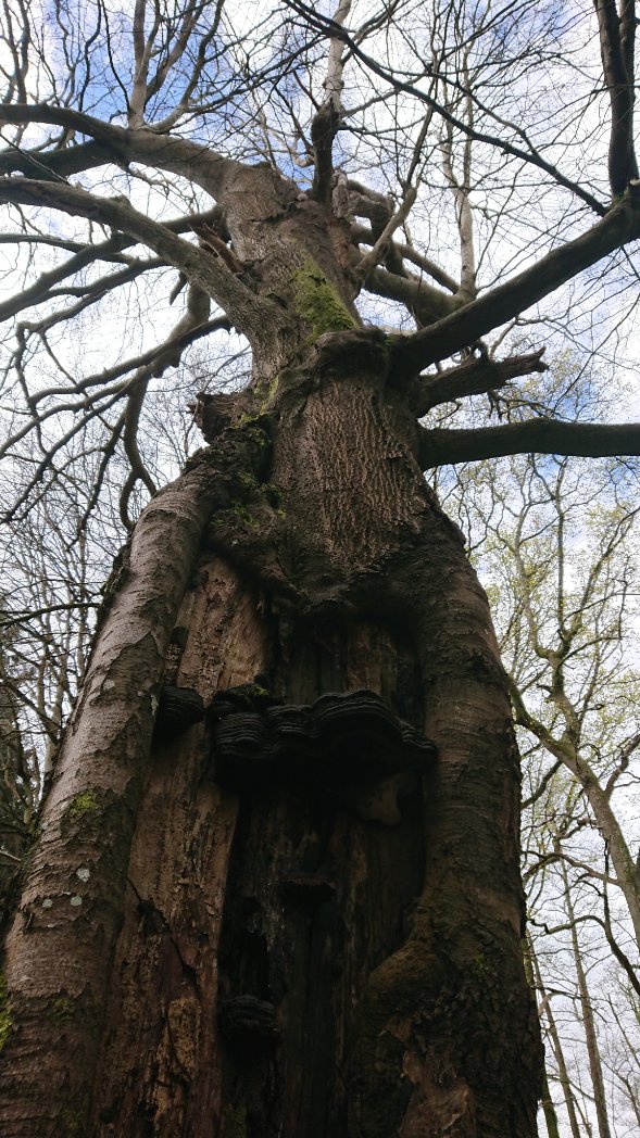 Tree of the Day on today's walk on #RouteZero is this hollowed out beech covered in enormous hoof fungi. The top branches of the tree are just coming into leaf.
#walking #spring #trees #thicktrunktuesday #fungi #nature