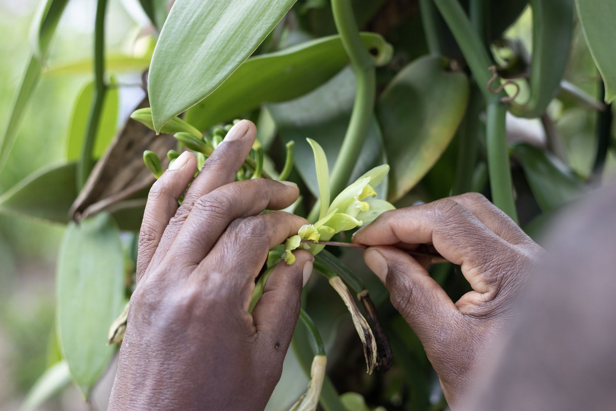 DYK that vanilla is the most labour-intensive agricultural crop on Earth? Each orchid flower must be individually pollinated by hand...! #NationalOrchidDay #LittlePod #CampaignForRealVanilla 🌍