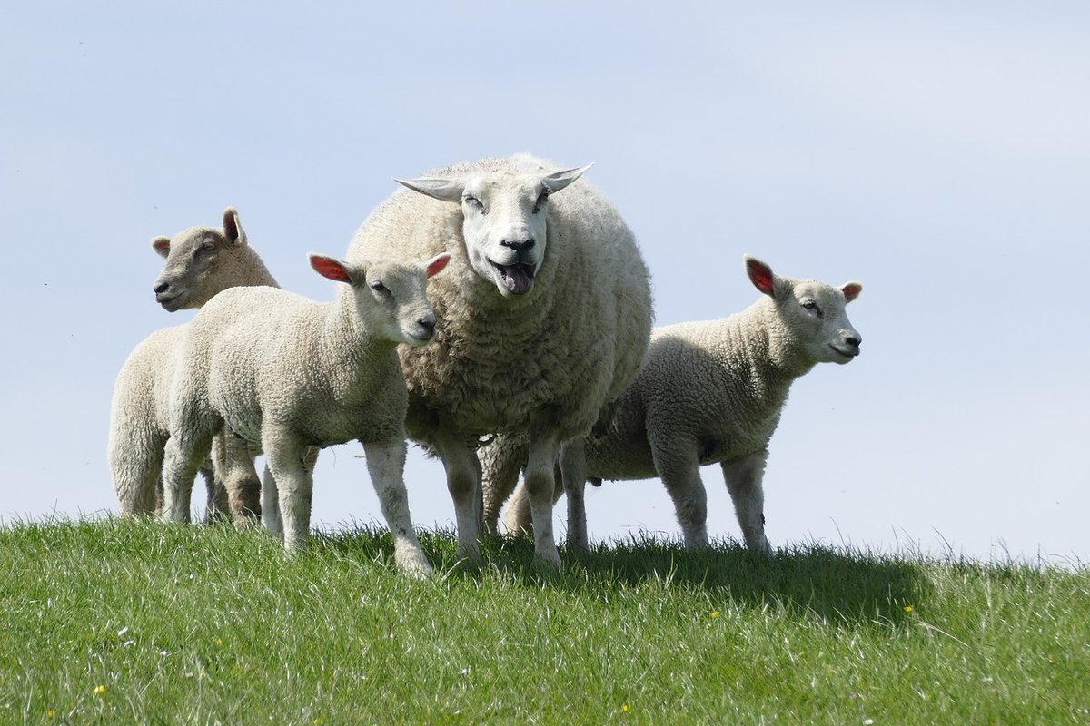 British Wool Announces New Ambassadors
welshcountry.co.uk/british-wool-a…
@britishwool #britishwool #britishwoolboard #sheep #british #brands #buywool