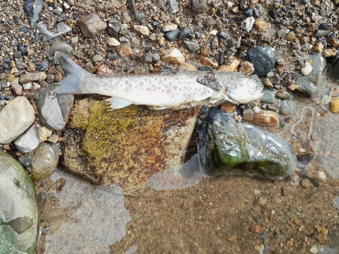 🚨 Up to 500 fish may have died near Ballingarry, Co #Tipperary, in a river pollution case. Upper reaches of the Kings River 😐 Large no. of trout of all ages, & salmon parr, found killed. IFI investigations ongoing 📲 To report pollution: Call our 24/7 number- 0818 34 74 24