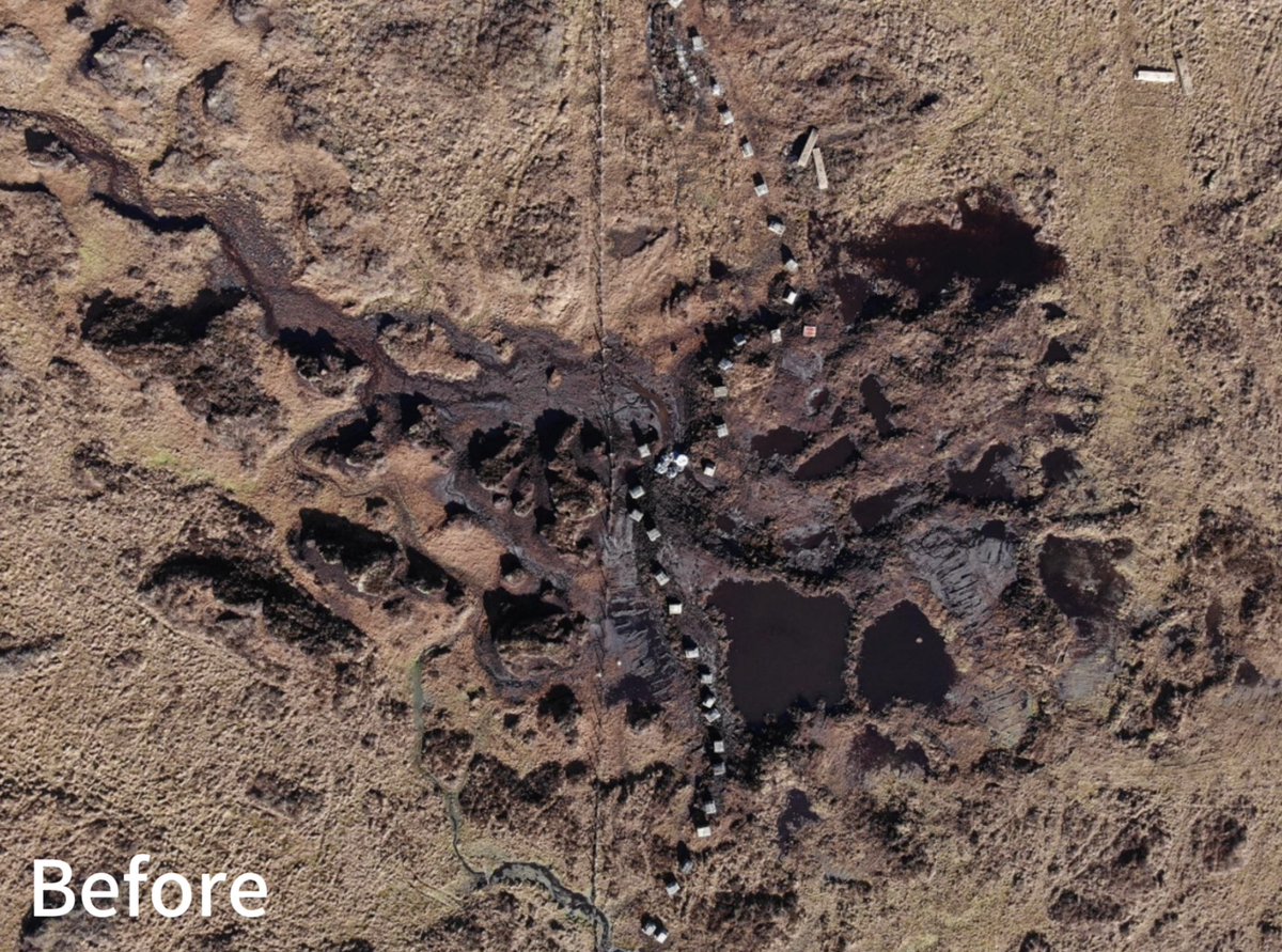 Check out this incredible transformation at Armboth, a site restored by the <a href="/cumbriawildlife/">CumbriaWildlifeTrust</a> peat team! 
For more info on this site and other CWT peaty projects, follow the link below ⬇️
cumbriawildlifetrust.org.uk/about/what-we-…