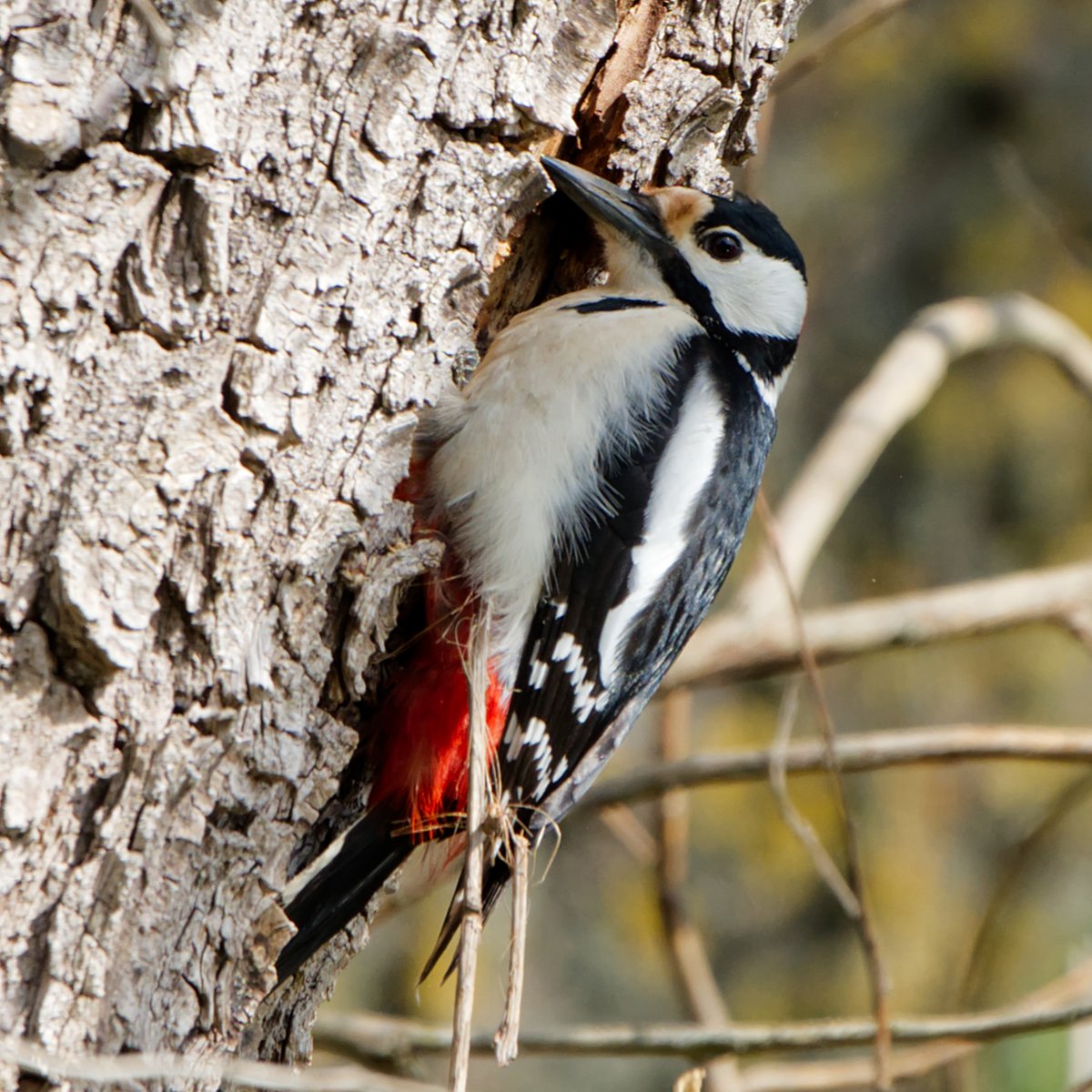 Buntspecht #Natur #Fotografie great spotted woodpecker #NaturePhotography
