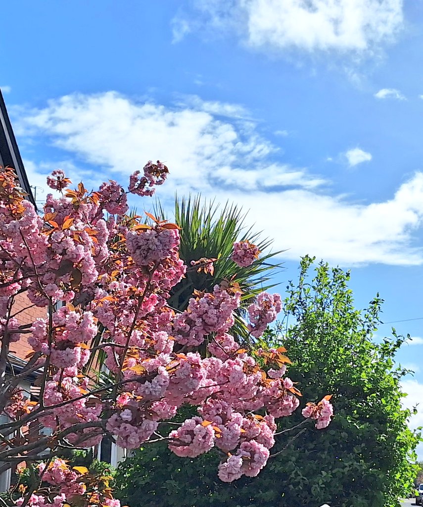 Beautiful #sunny morning in #StAnnes & #Ansdell this morning 🌄 such a lovely change to see 🌞 & blue skies #blossoms