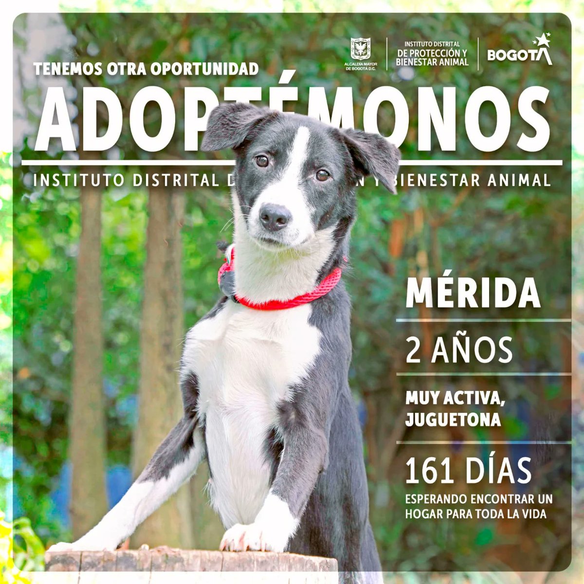 AnimalesBOG's tweet photo. ¡Halo! Soy Mérida, toda una princesa👑🐾💞, pero no te creas, también soy una guerrera⚔️🛡 que salió del abandono para ser la luz de tus ojos. Tengo apenas dos años de edad, o sea que me queda mucho tiempo para vivir grandes aventuras ¿será junto a ti? https://t.co/r1HJ65tAgt