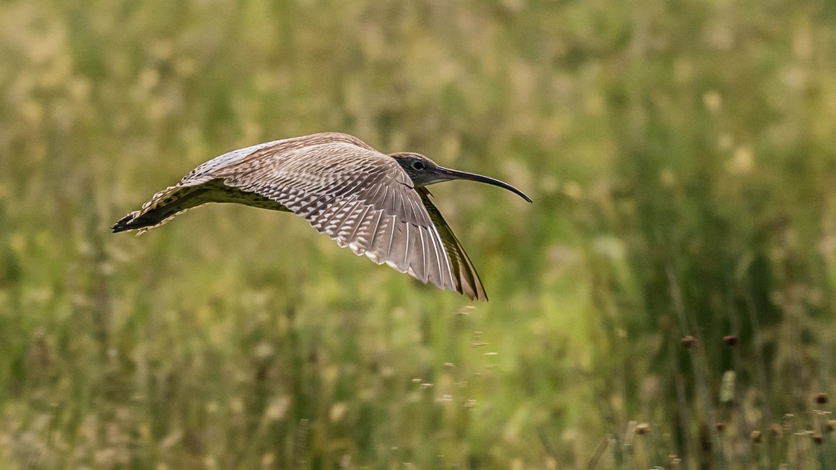 Who doesn't love curlews? Order the reissued Curlew Calling anthology here! Pic credit thanks Mark Battersby. All proceeds supporting the work of @CurlewCountry karenlloyd.co.uk/publications/c…