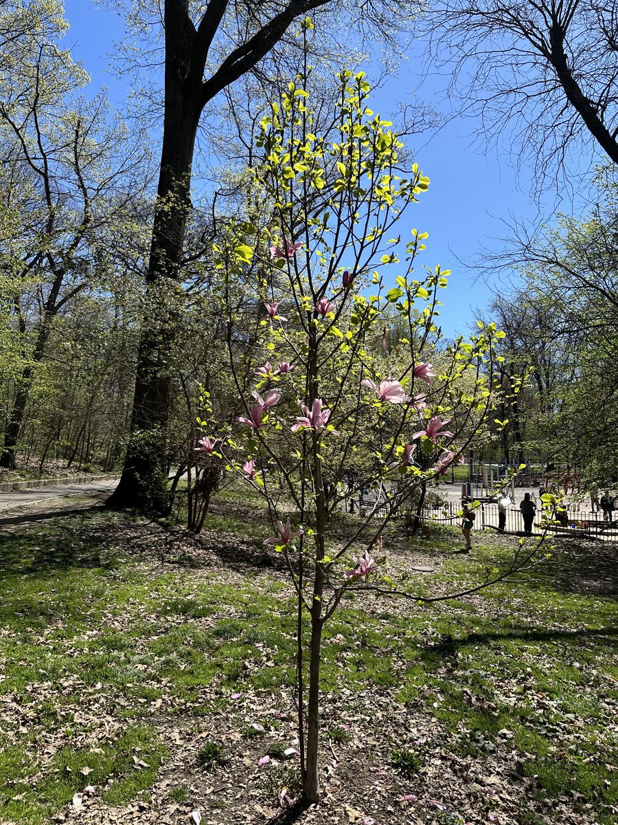 Beans tree looks absolutely stunning with the leaves and remaining flowers.