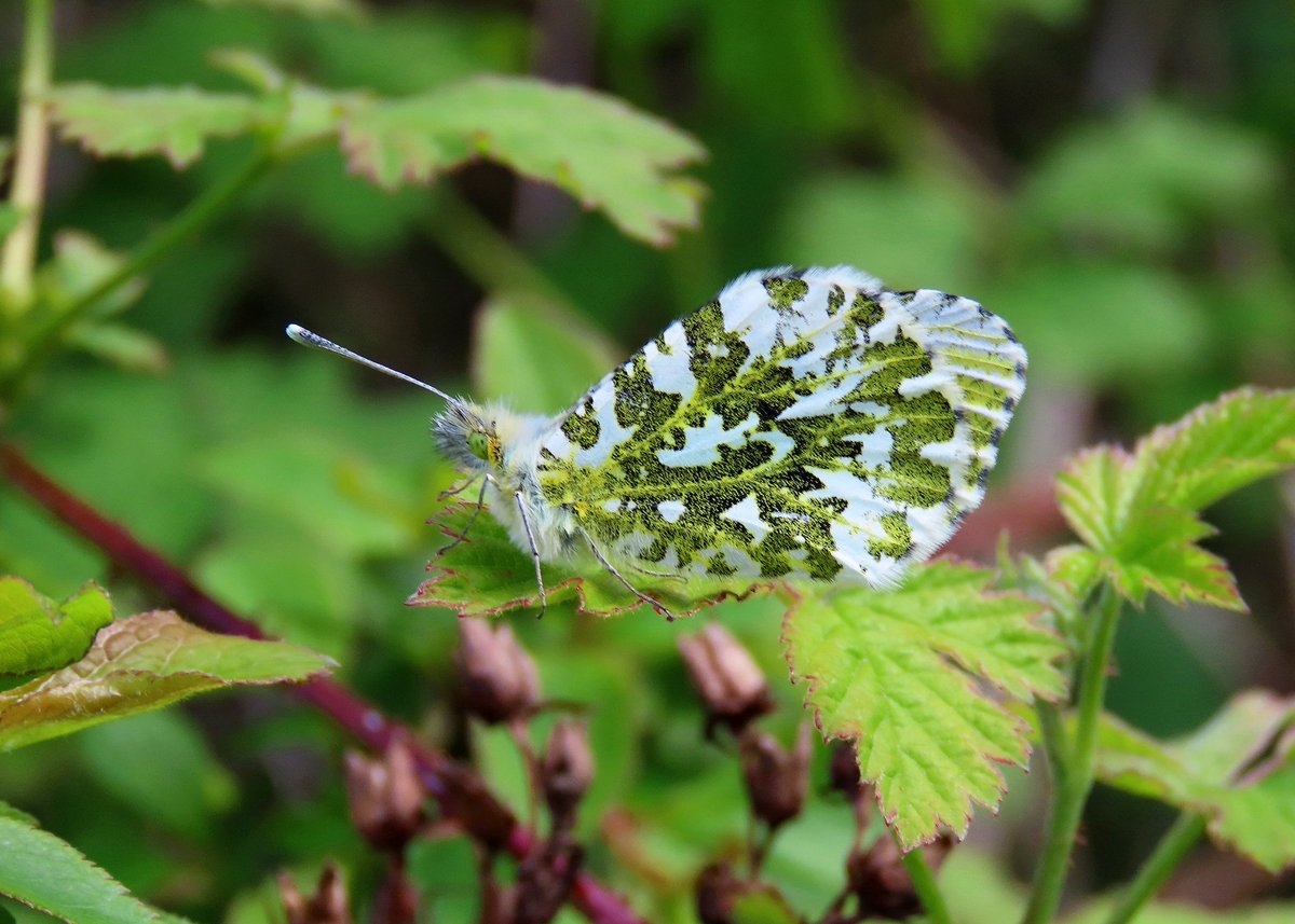 Male Orange Tip resting up between the showers. 16/04/24 @BCWarwickshire