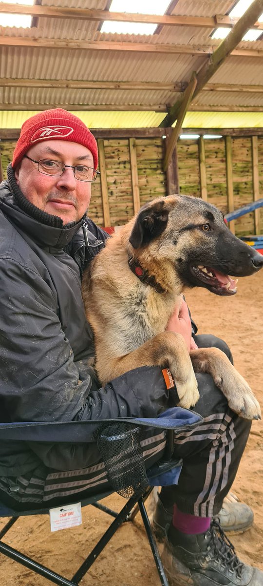 Rosa is 16mths old and she has already had an unsettled life, Rosa is a sweet girl who can live with older kids but needs to brush up on her doggy manners #dogs #GermanShepherd #Cornwall gsrelite.co.uk/rosa-2/