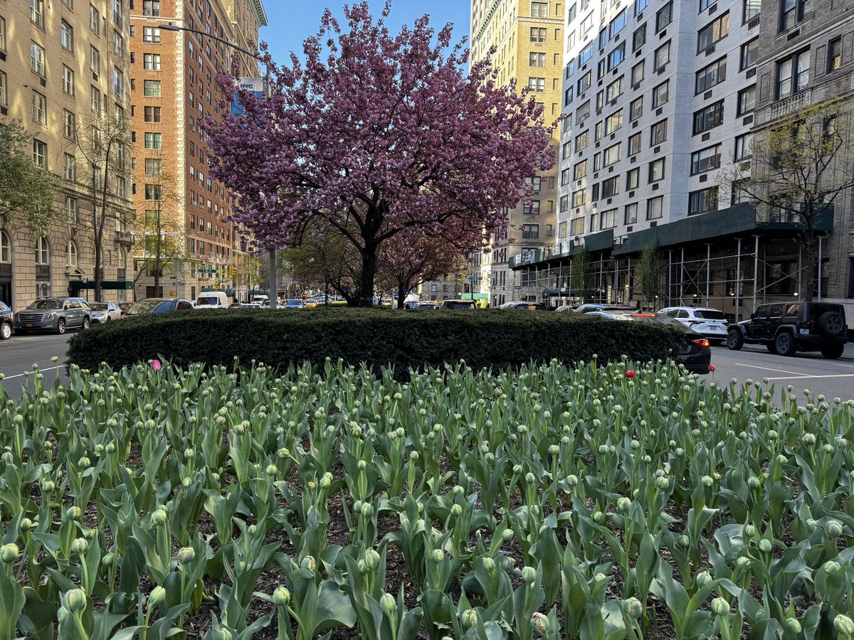 Tis the season along Park Avenue 🌸🌷 beautiful but 🤧🤧🤧 @uppereastsiteny #whyiwalk #mynewyork #getoutside. @StormTeam4NY a perfect spring day