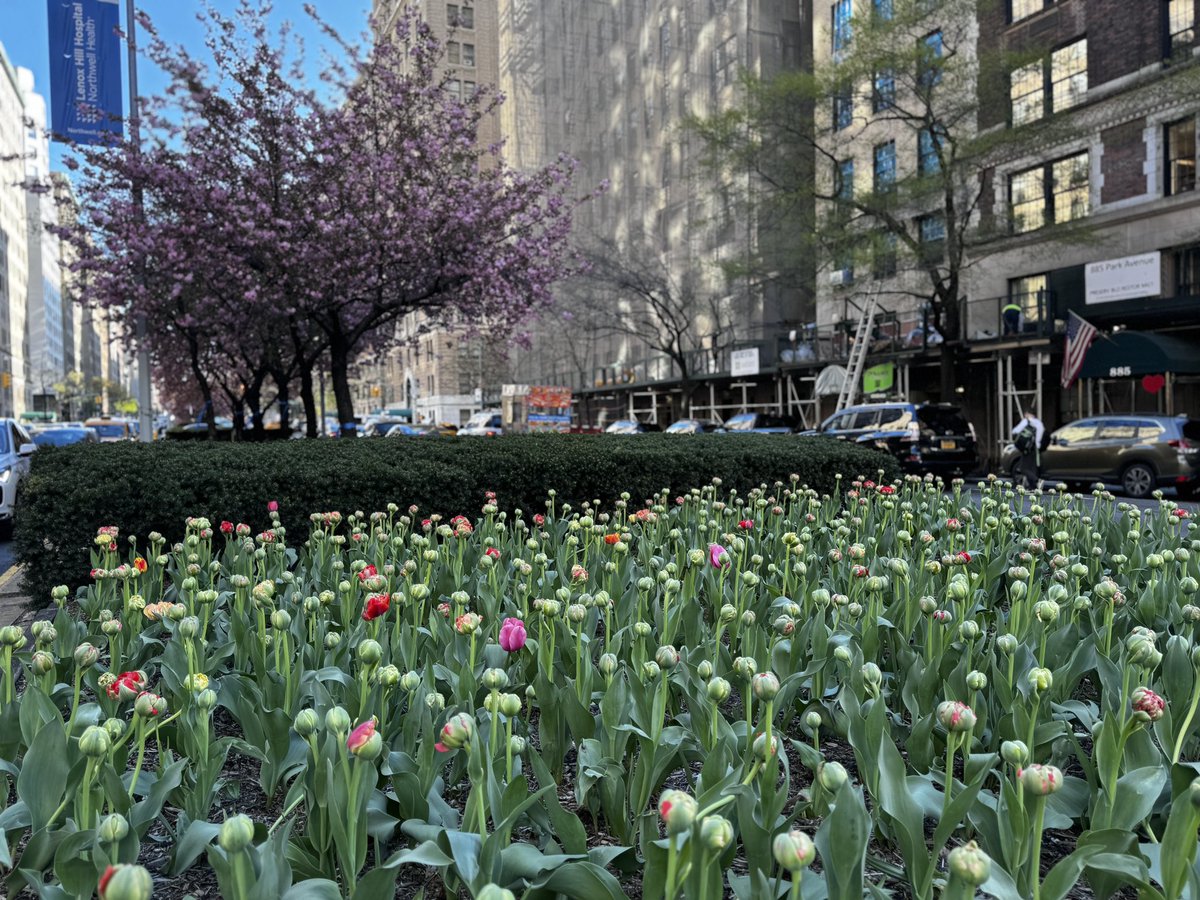 NYCRobyn's tweet photo. Tis the season along Park Avenue 🌸🌷 beautiful but 🤧🤧🤧 @uppereastsiteny #whyiwalk #mynewyork #getoutside. @StormTeam4NY a perfect spring day https://t.co/b48mHiV2Yv