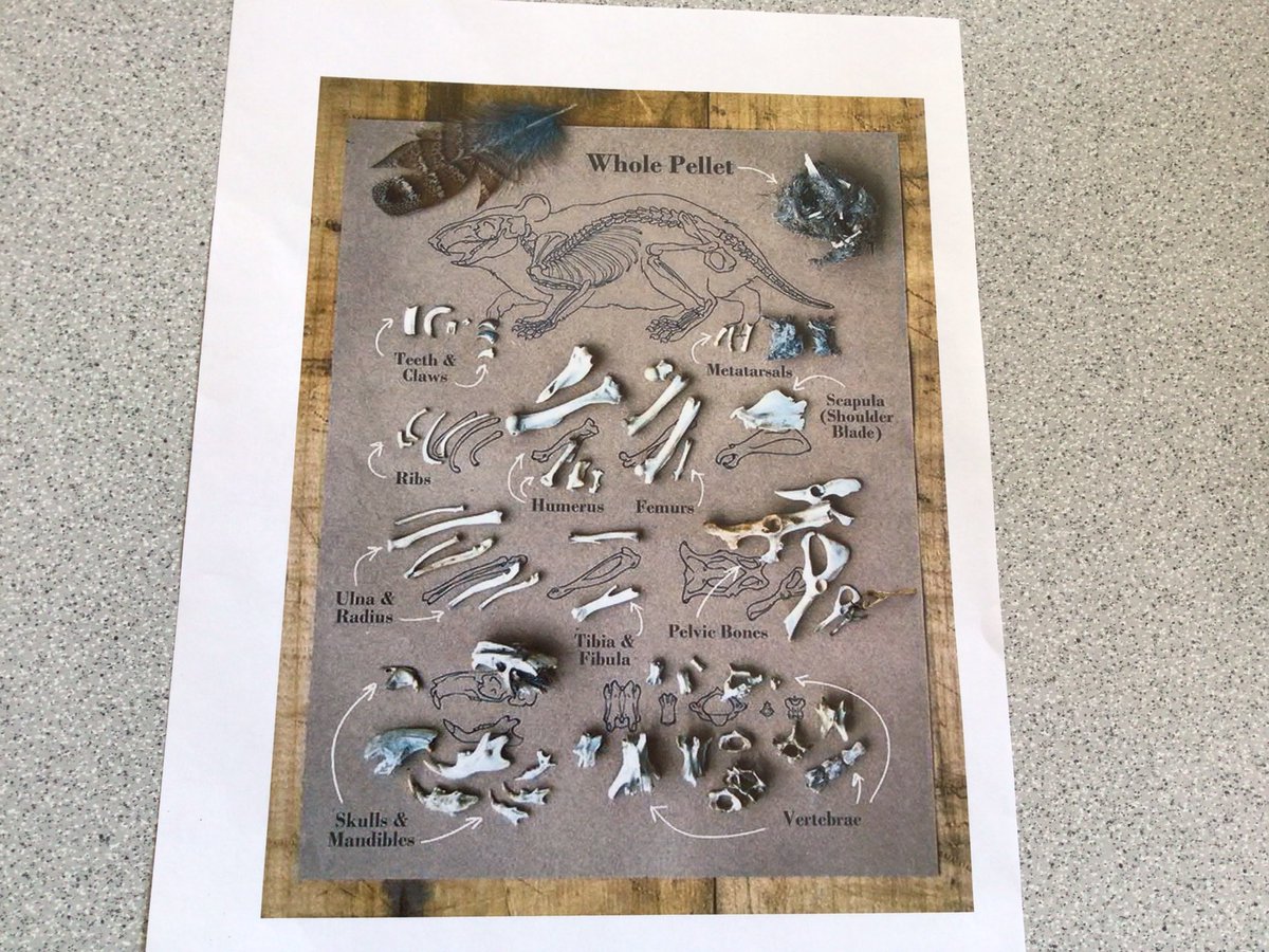 TirMorfa's tweet photo. Famau have spent the afternoon dissecting owl pellets and analysing which small mammals have been eaten by the barn owls #ytmfamau #ytmsctech #ytmACL https://t.co/GcBiTBi8rk