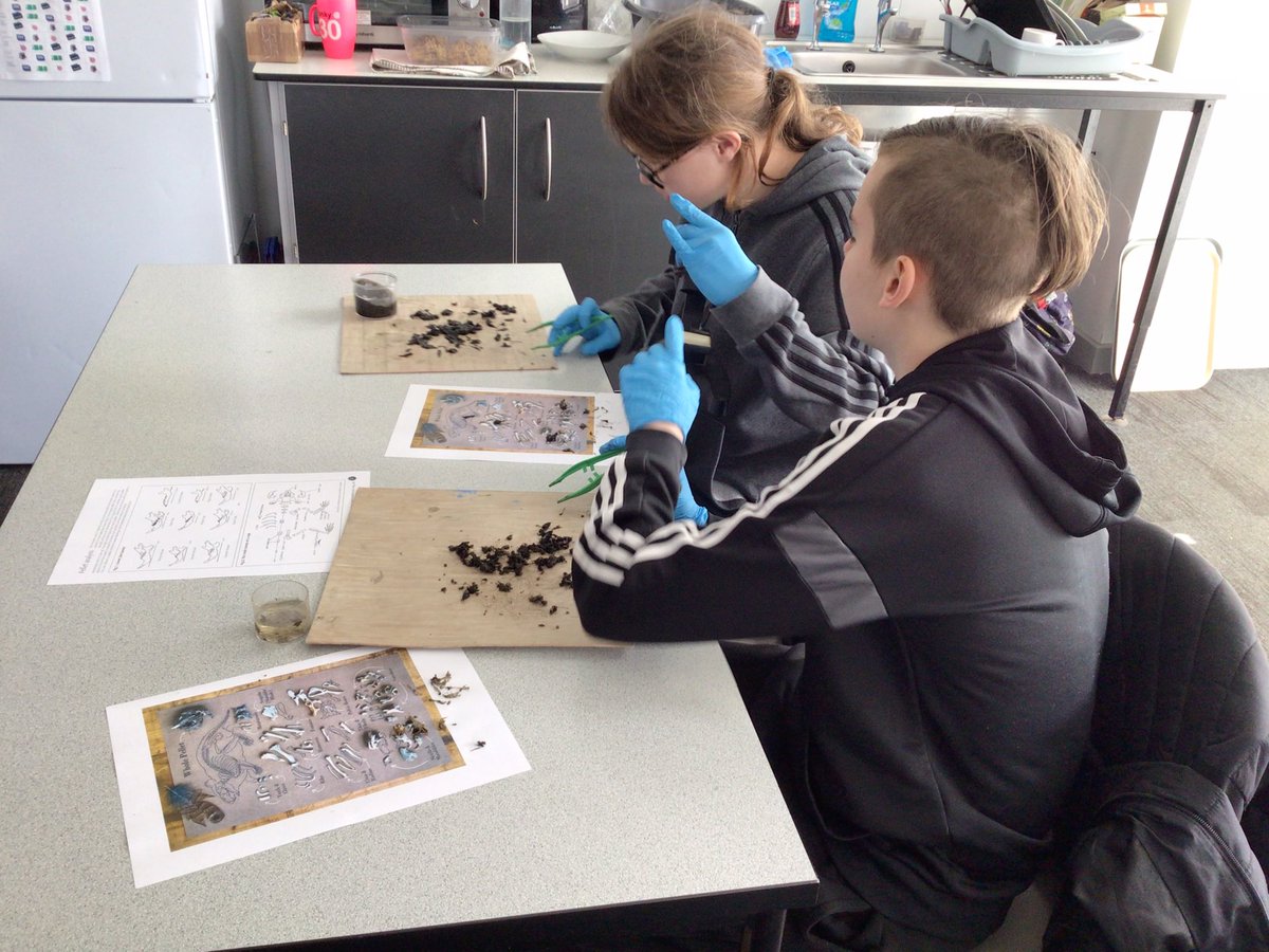TirMorfa's tweet photo. Famau have spent the afternoon dissecting owl pellets and analysing which small mammals have been eaten by the barn owls #ytmfamau #ytmsctech #ytmACL https://t.co/GcBiTBi8rk