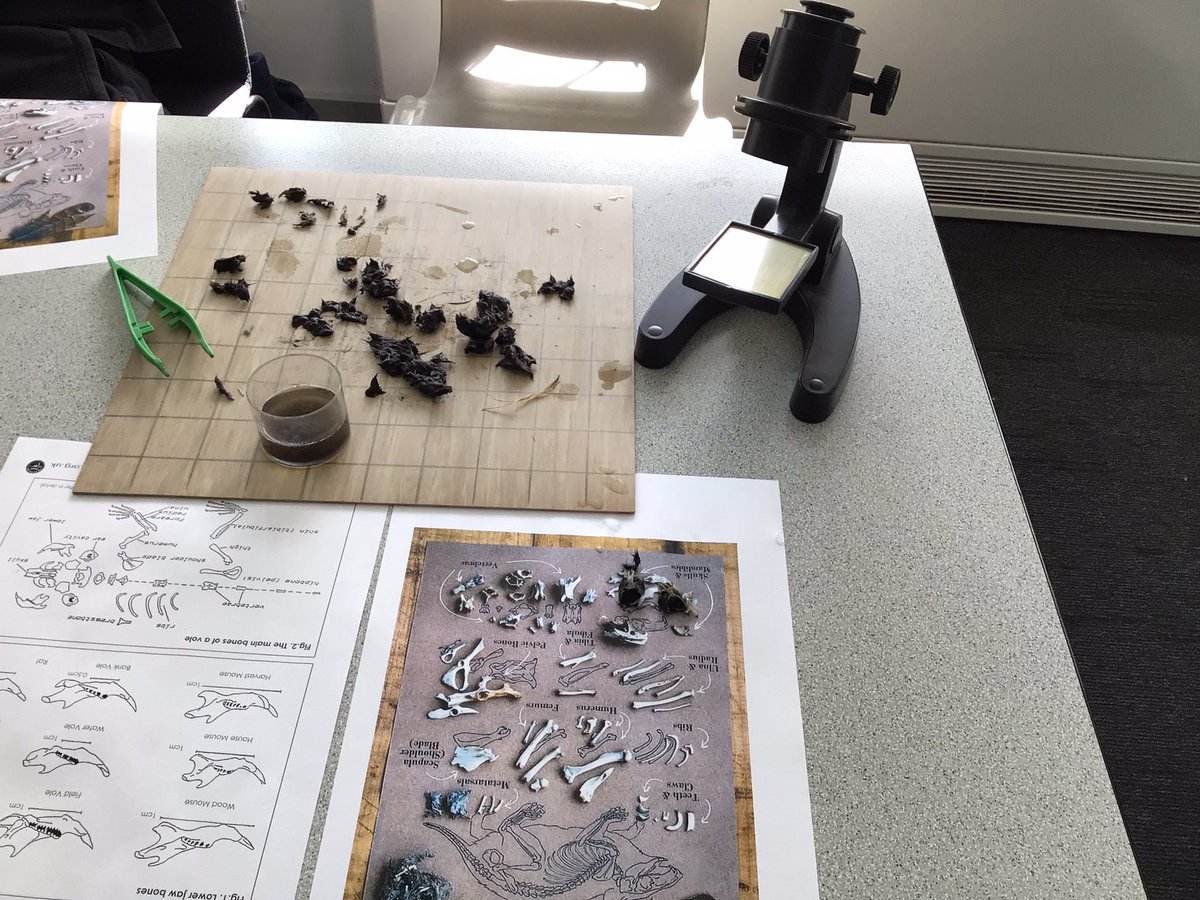 TirMorfa's tweet photo. Famau have spent the afternoon dissecting owl pellets and analysing which small mammals have been eaten by the barn owls #ytmfamau #ytmsctech #ytmACL https://t.co/GcBiTBi8rk