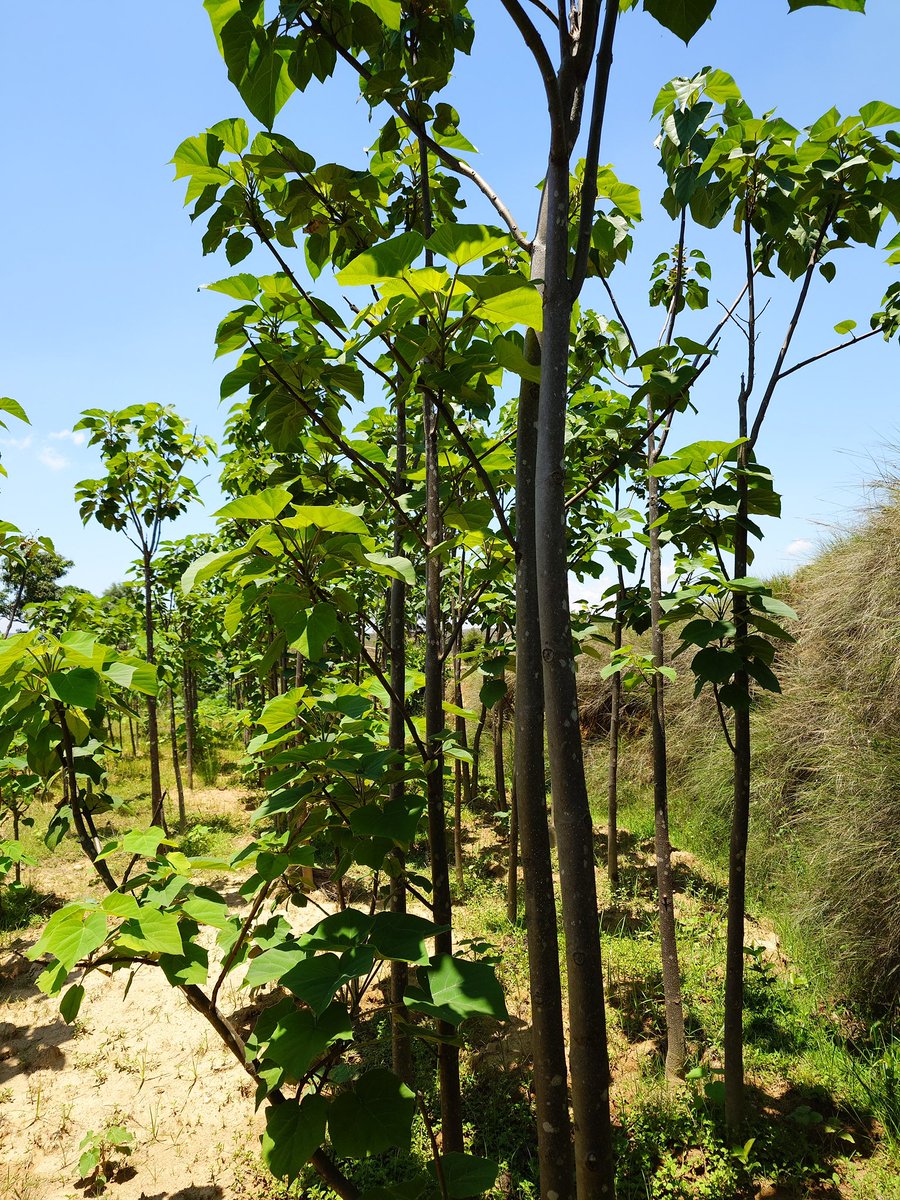 🇲🇬As well as providing #emergencyaid, we also help recovery:
strengthening Madagascar's challenging natural environment through innovative propagation of #Paulownia trees. The seedlings not only restore the ecosystem, but bring economic and social benefits to local communities.