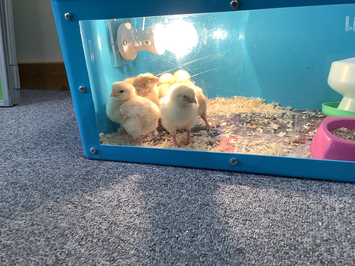 We have some visitors in our School that we have lots of questions about! We have decided to do a research project to try and find out more information about our chicks 💻💭 @IDS_Mrs_Parfitt