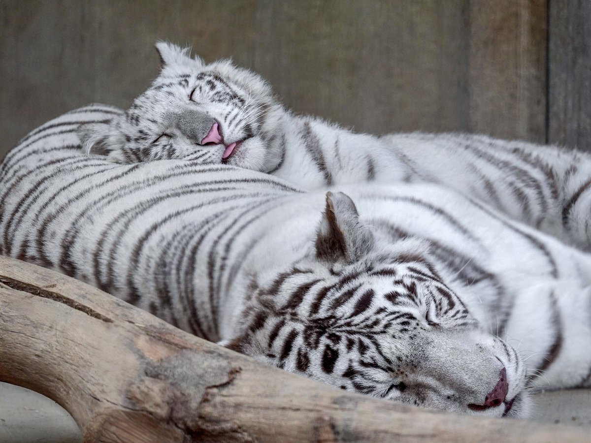 舌でてるよ #ホワイトタイガー #宇都宮動物園