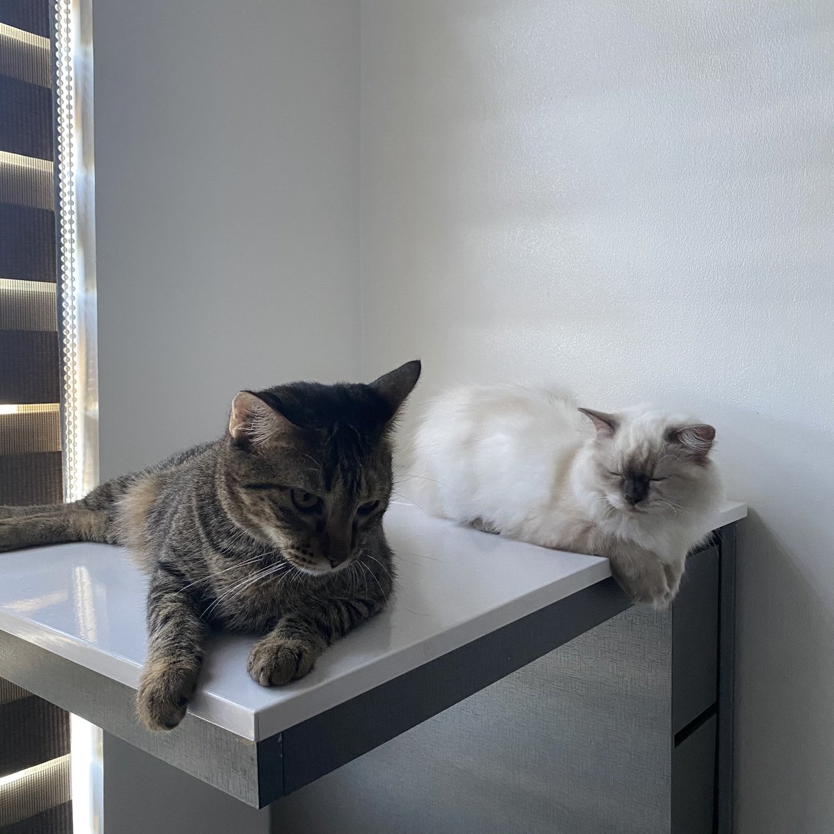 wiped0uts's tweet photo. friends or enemies? 😸 https://t.co/QqA3m27X1r