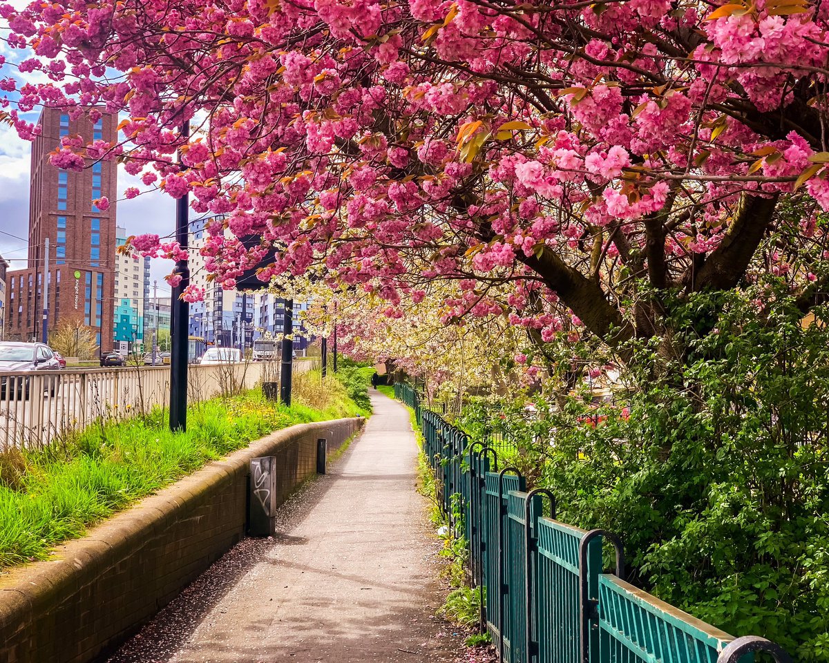 We’re approaching peak #BlossomWatch!🌸🏙️ Here’s 3 #Sheffield hotspots for capturing those proper pink blooms, but you can stumble across them in many parts of our city. Crookes Valley Park 📸 @emmabphoto Wath Road, Nether Edge 📸 @IndieSheffield Netherthorpe Road 📸…