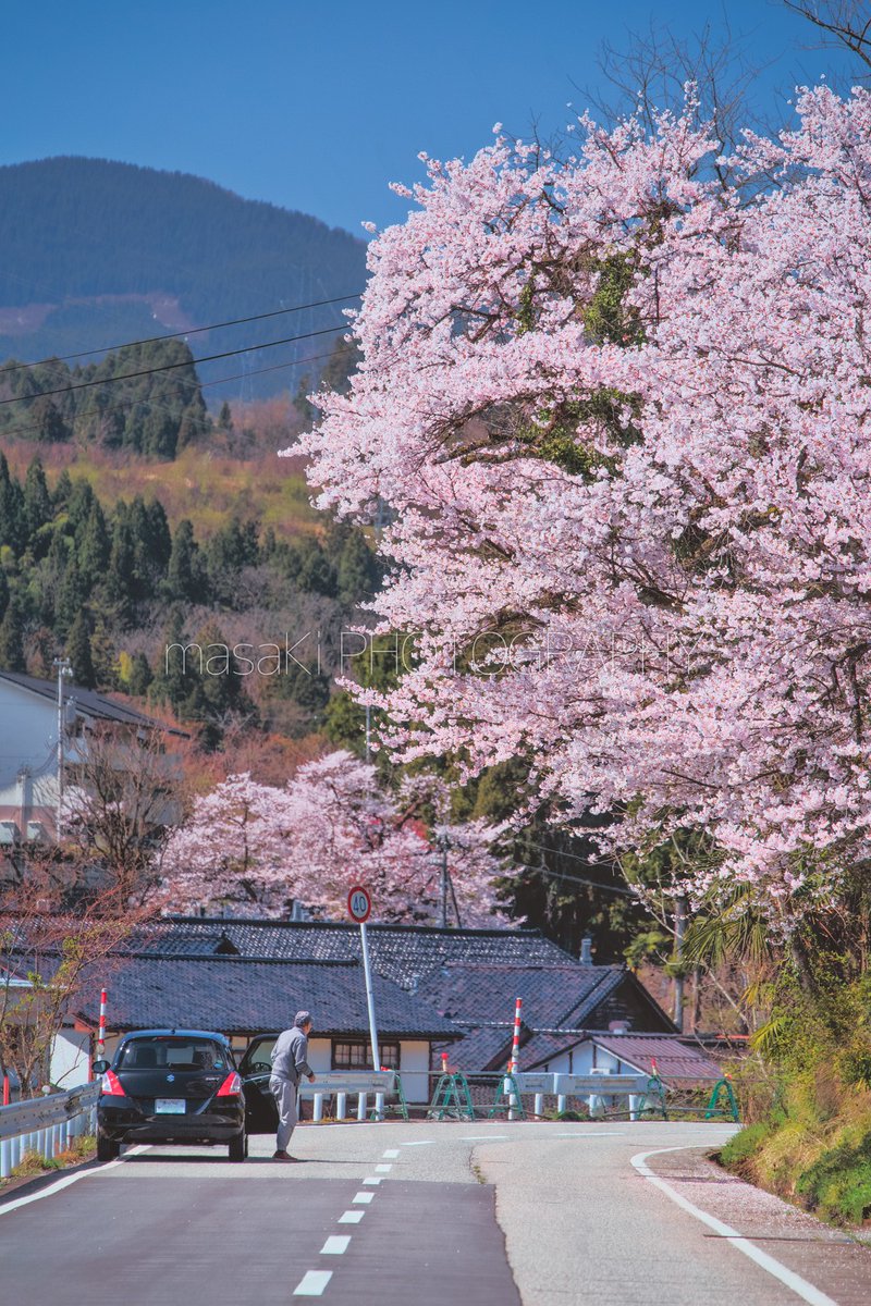 淡いピンク色で四月を彩った今年の桜。 今日の雨風でだいぶ散ってしまいましたね。 木々から若葉が芽吹き、新緑の季節に移ろうとしています。 写真は先週、富山市で撮影。