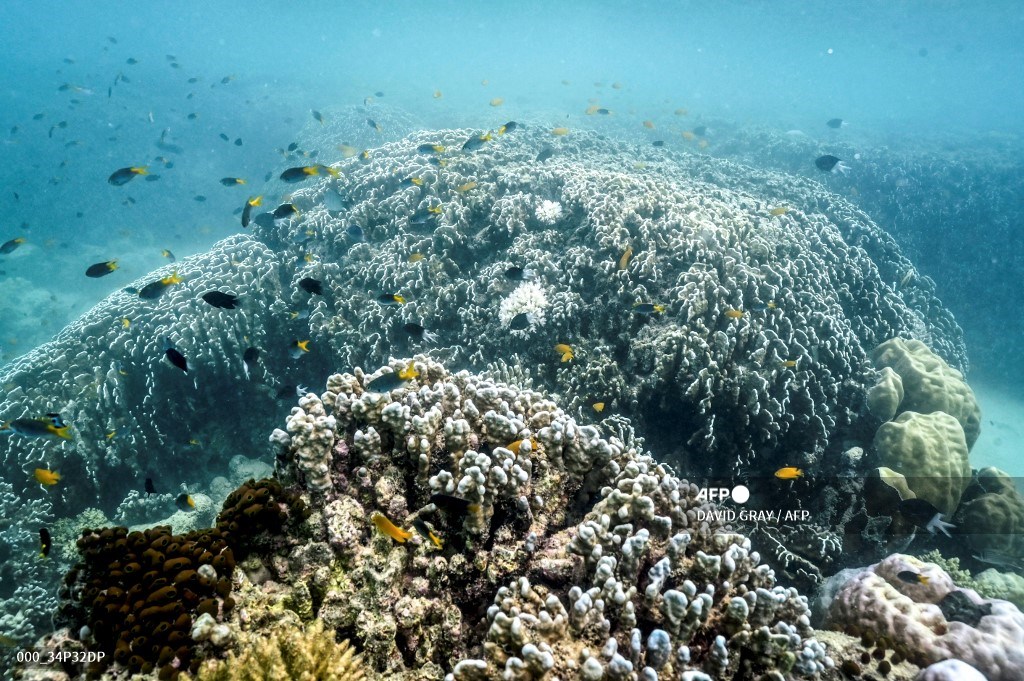 #Australia Australia's Great Barrier Reef struggles to survive 📷 David Gray #AFP