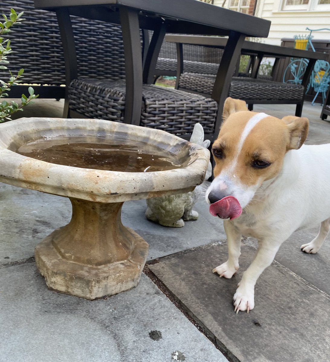 #TongueOutTuesday #dogs #tuesdayvibe #dogsofX 💚#zshq #dogsoftwitter 🩷 #BabyBea 😜🤪😛 💛 Who knew little birdbaths had such tasty water? Mom said it’s just rainwater - no birds! (Too bad 😂😂) 🐦‍⬛