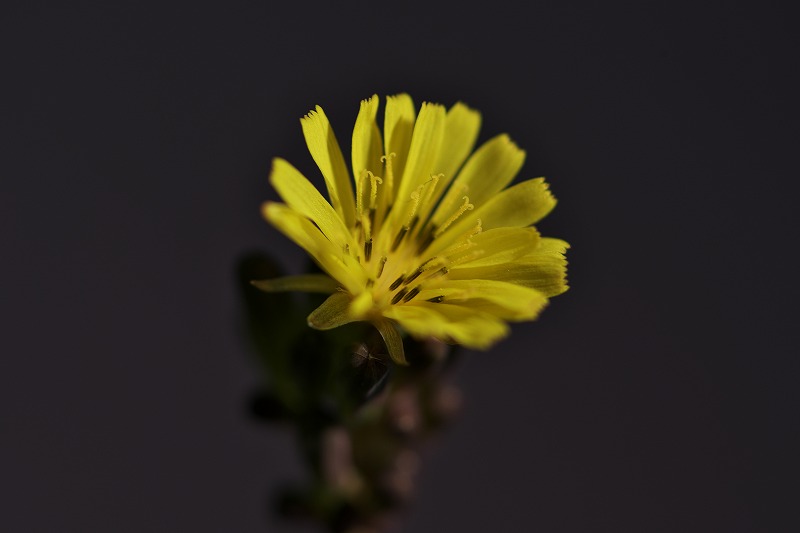 庭の草取りをしてた時に
気になった花

#オニタビラコ というらしい

明日もいい日に。

#Nikon #D800 
#MicroNikkor105mm F2.8 
#私とニコンで見た世界 
#キリトリ世界 
#花 #flower
