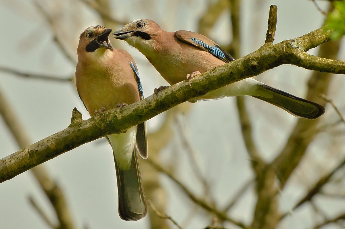 The jay Common names: jay, Eurasian jay, acorn jay Scientific name: Garrulus glandarius Family: Corvidae (crows)#ThePhotoHour #photooftheday #photographer #birding #birdlovers #birdoftheday #birdwatchers #birdwatching #BBCWildlifePOTD #bbccountryfilemagpotd #bbcwildlife