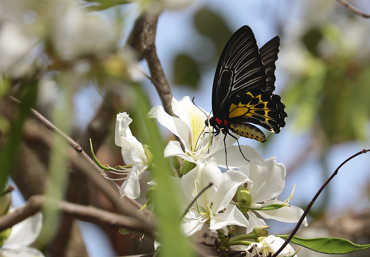 A Southern Birdwing - Troides minos, posting for #TitliTuesday by #IndiAves. A lasting memory from a trip to the local forest. A tree awash in white and these winged beauties. #ThePhotoHour