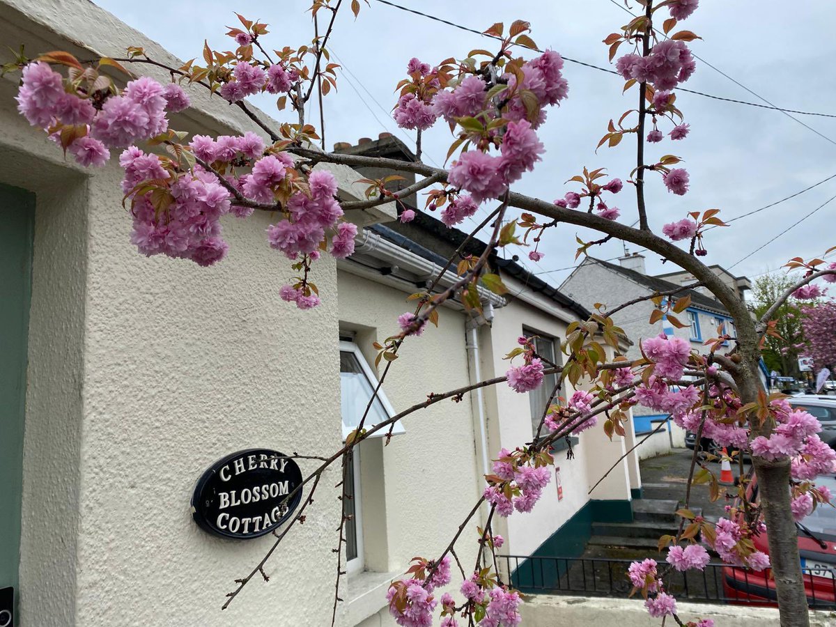 Spring has sprung at Cherry Blossom Cottage. You can see where the Cottage gets it’s name from 🌸