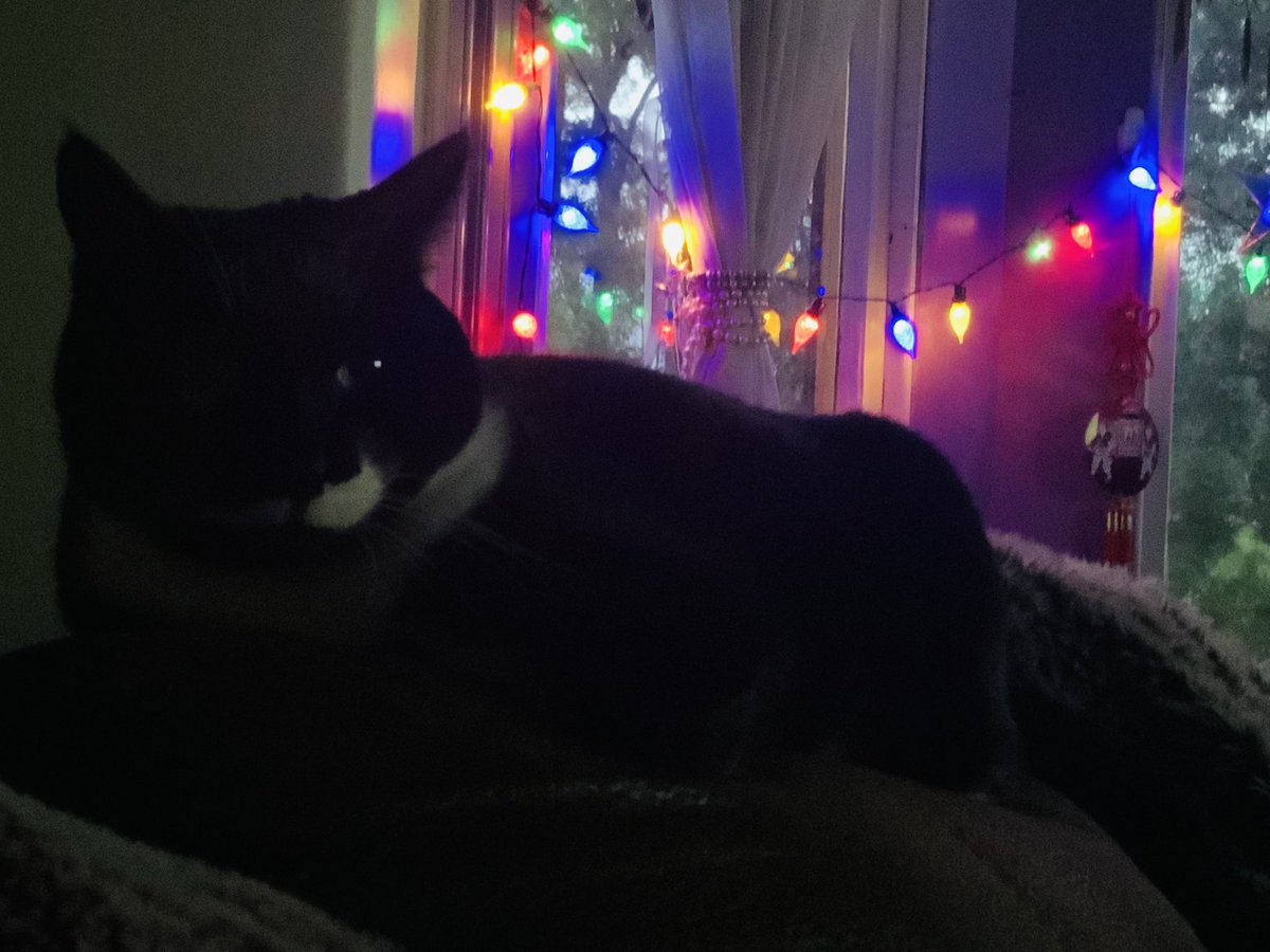 chunkytunksy's tweet photo. When you look over your shoulder ….😺😺😺
He’s checking out #CatsOfTwitter ❤️
#TryingtoRelax #Reggie https://t.co/8me74G7f0i