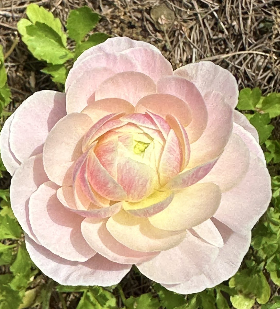 Good morning, everyone. It’s a great day in the neighborhood, because I have my first Ranunculus bloom. First time growing these, thought I would give it a try, glad I did. I hope you all have a lovely day. #GardeningTwitter #GardeningX #gardening