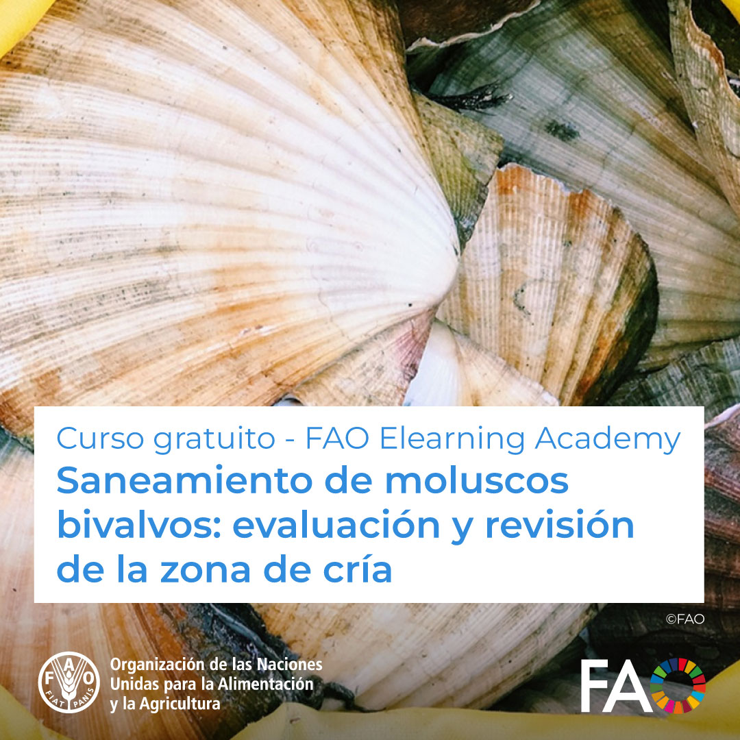 🎓 Curso gratuito de FAO Elearning Academy Saneamiento de moluscos bivalvos: evaluación y revisión de la zona de cría 🦪 Este curso detalla el proceso de evaluación y revisión de la zona de cría Inscríbete ➡️ ow.ly/vazT50R1ghE @FAOKnowledge