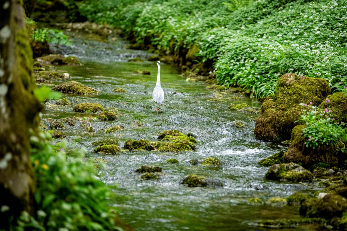 We recently asked people what their top 6 priorities should be for organisations working in the National Park, and ‘help nature to recover by creating, restoring and connecting important habitats’ was ranked first. Read more 👇 yorkshiredales.org.uk/survey-nature-…