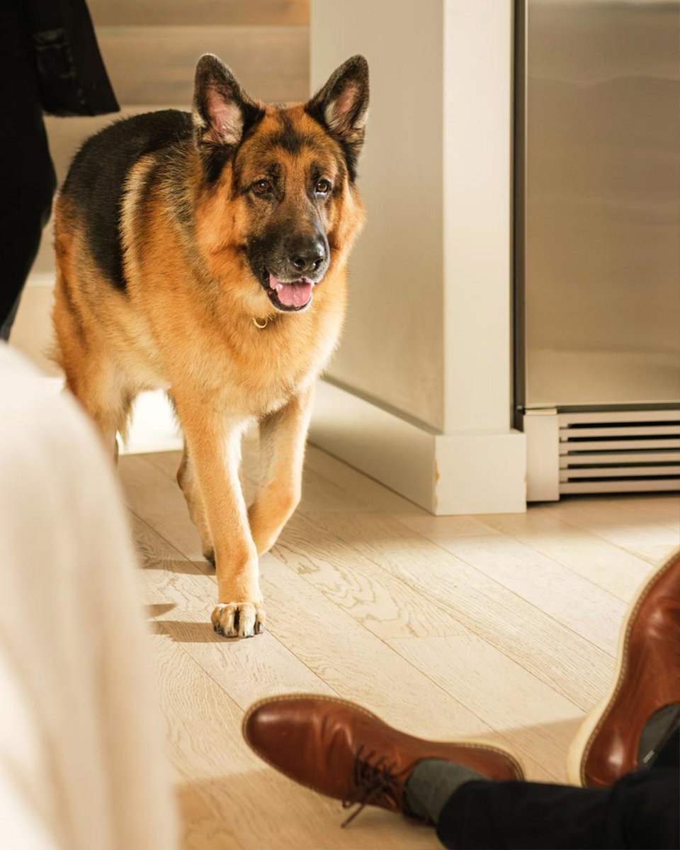 TONIGHT 🐶 Charlie and Rex’s home turns into a crime scene when they find a stranger dying in their kitchen 🕵️‍♂️ Don't miss Hudson & Rex, 9/8c on Citytv 🐾