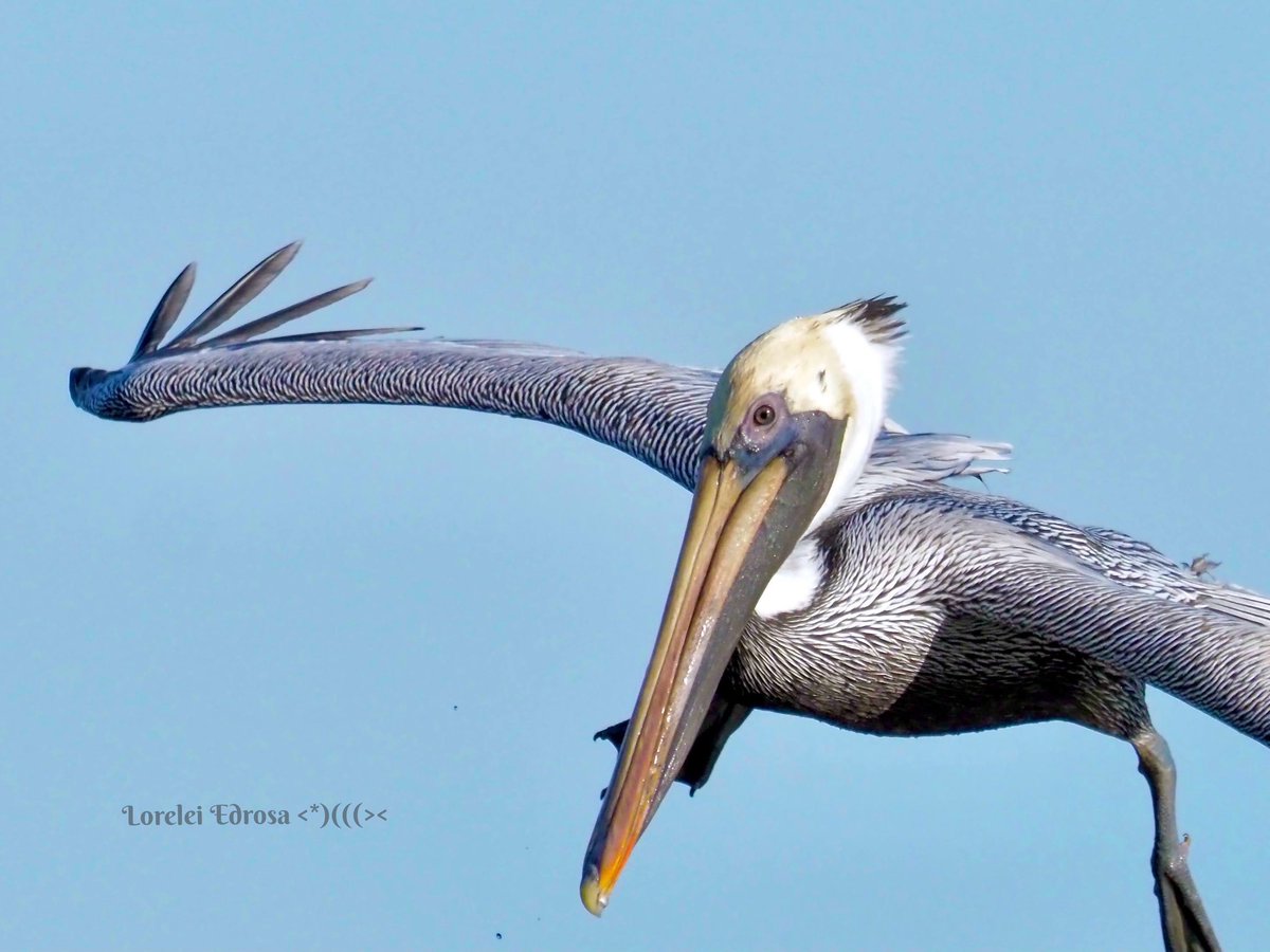 #AlphabetChallenge
#WeekP
P is for pelican
Fl., USA