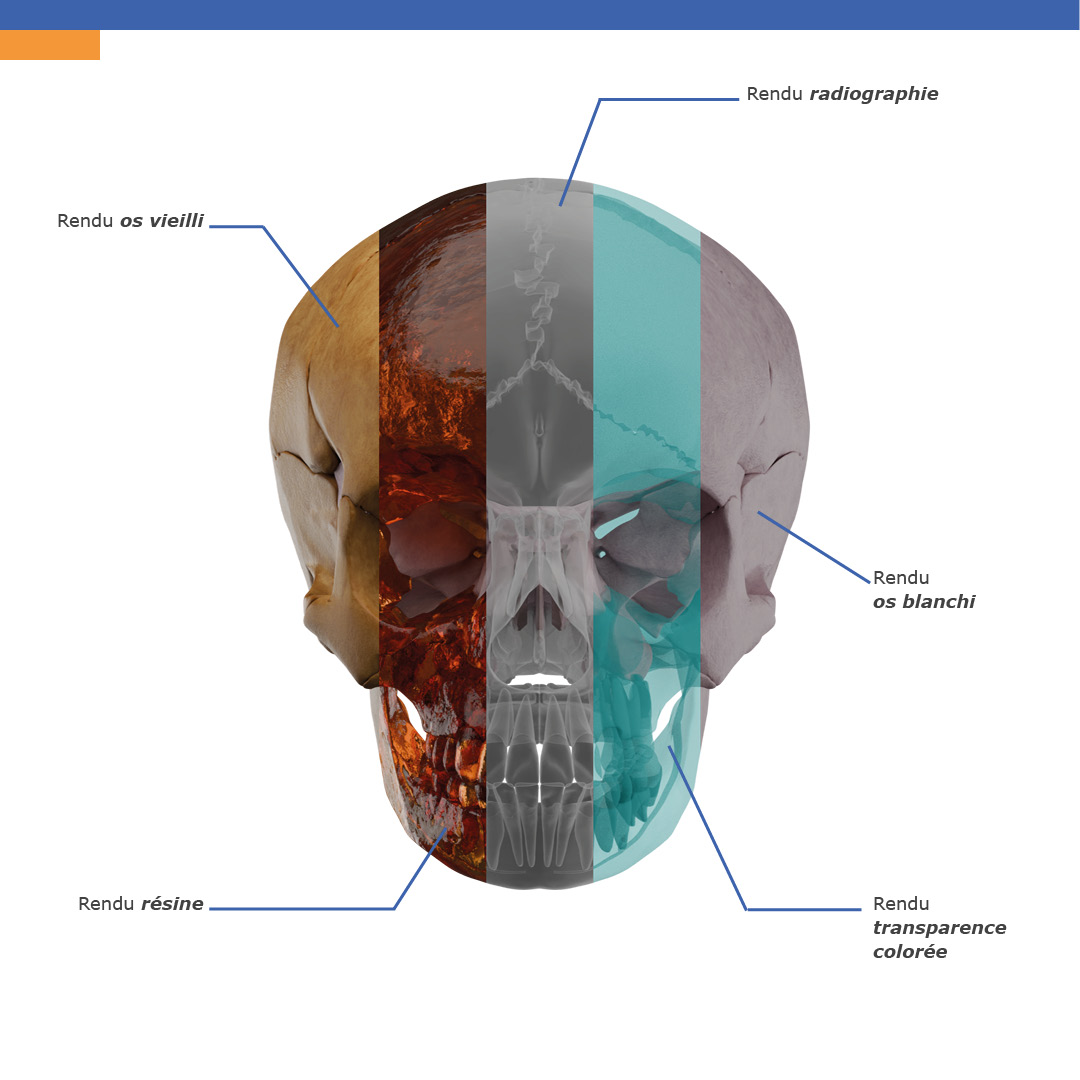 ProjetShift's tweet photo. L’atlas d’anatomie est constitué d’éléments en 3D modifiables à souhait pour le meilleur de la spécificité pédagogique[...] https://t.co/WQPF8yQT2G
