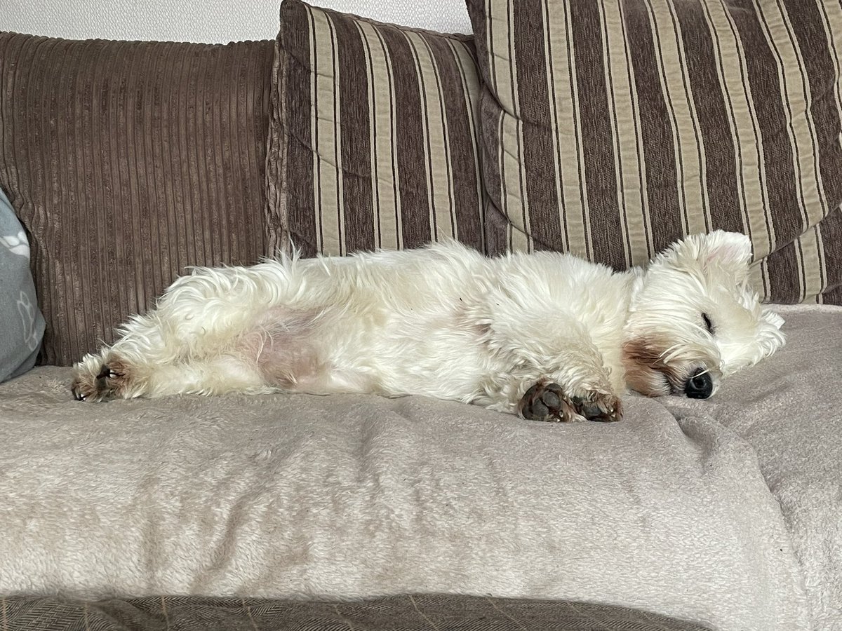 Asleep 😴? Me iz jus pweetendin #Westie #ZSHQ #sleepy #Dogs