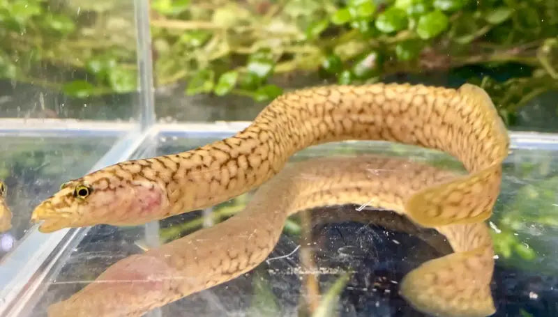 Tanganyikan Spiny Eel / Mastacembelus moorii
Check it out 👉 shortlink.store/grlghavb-wsp 

#rarefish #freshwateraquarium #aquariumhobby #aquariumfish #monsterfishkeepers #fishtank #tropicalfish #exoticfish #fish #fishkeeping #aquarium #fishhobby #texasfishkeepers