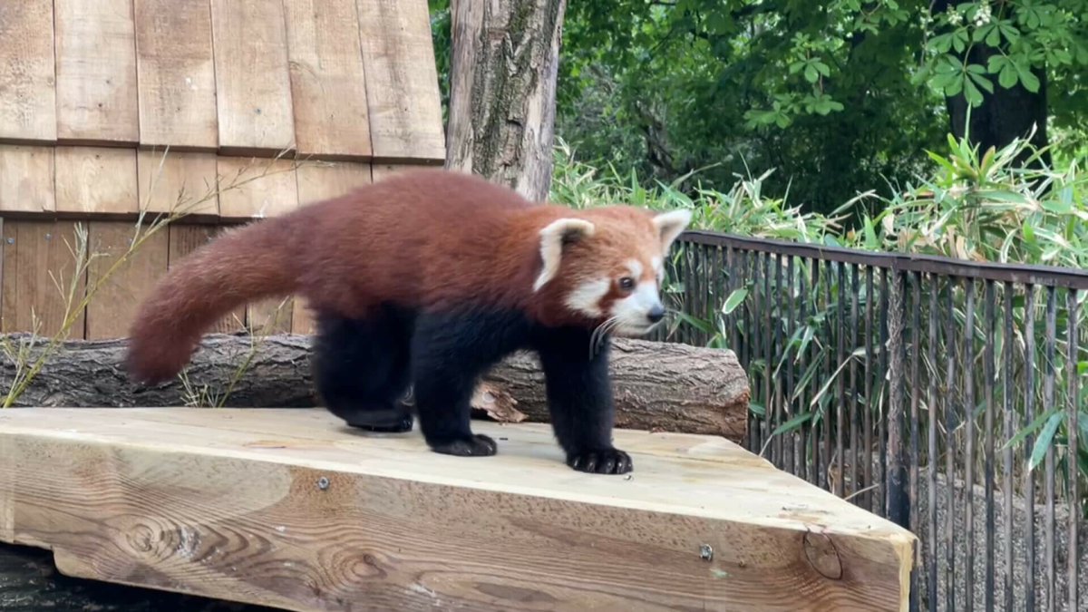 🔴 FLASH - #Paris : Un nouveau panda roux a été accueilli à la #Ménagerie du Jardin des plantes, dans le 5e arrondissement. 

👉 Il s'agit du premier panda #roux présent dans le parc depuis la mort de la femelle Maya en 2023, qui était âgée de 18 ans. (BFM) #Paris5