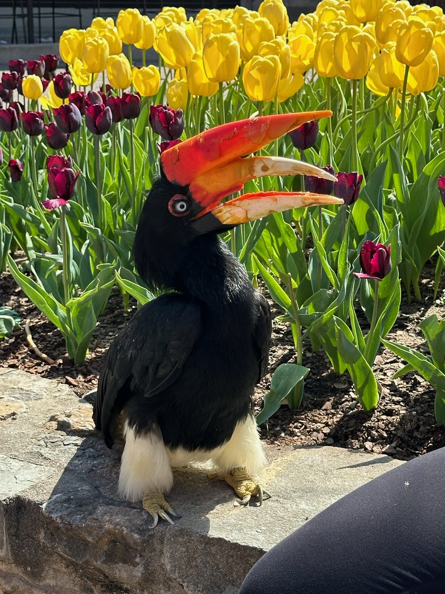 Terri stopping to admire the Zoo Blooms! The rhinoceros hornbill is named for the rhino horn-shaped casque on its beak, which may be used in fighting, to amplify its calls, for courtship displays, or just to knock down fruit for eating.