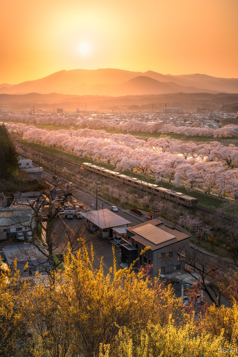 宮城県柴田町・大河原町「白石川堤一目千本桜」🌸 夕日に染まる東北本線と桜並木を撮影しました🚃 奥に見える山は蔵王連峰です 撮影　2024年4月13日