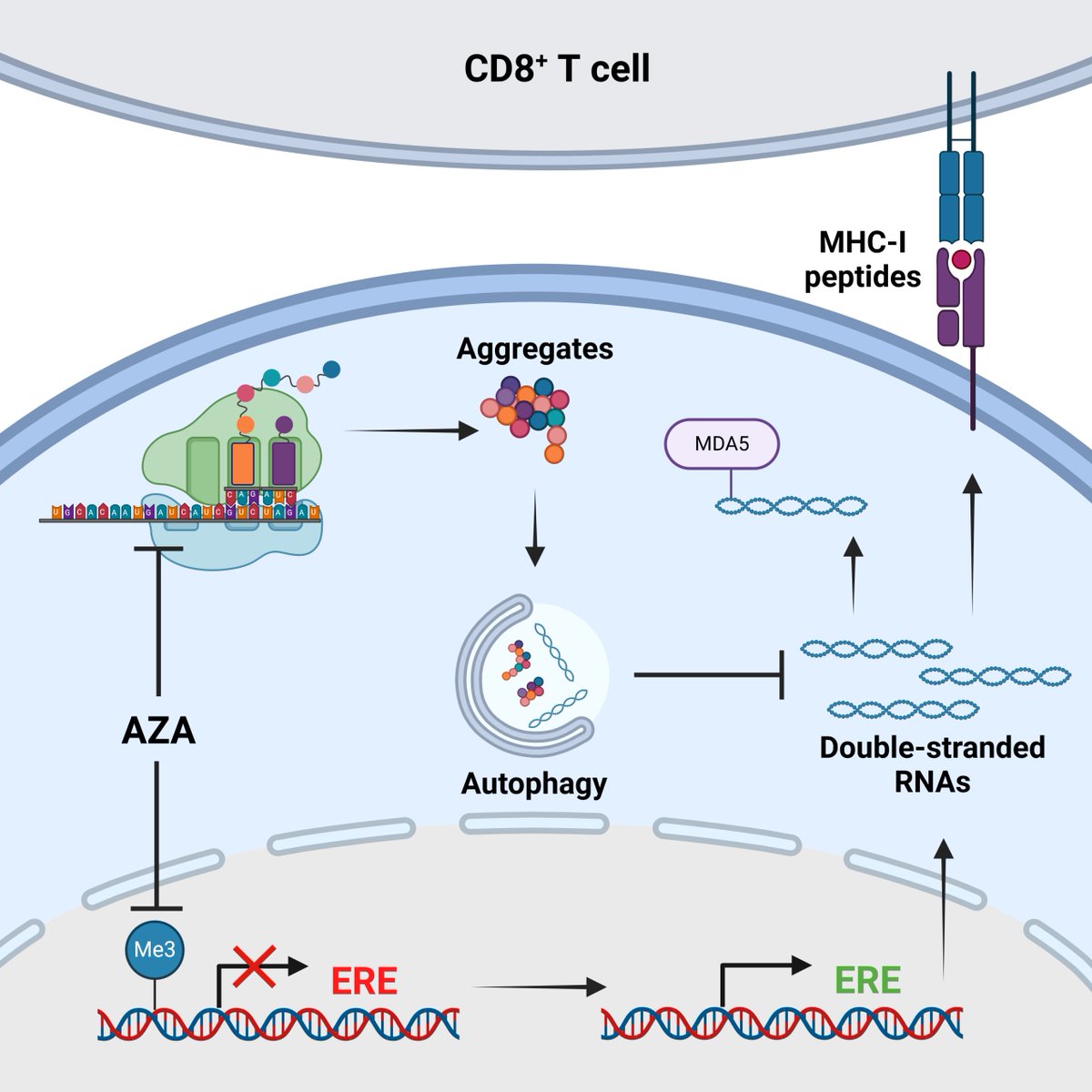 Gregory Ehx (@ehxgregory) on Twitter photo Delighted to share that our latest article is now published in <a href="/LeukemiaJnl/">Leukemia Journal</a>! Great work by the fantastic <a href="/nanditanoronha/">Nandita Noronha</a>👍
We show that azacitidine should be combined with autophagy inhibitors to promote the immune recognition of leukemic cells in #AML🧐
go.nature.com/3UtWssx Delighted to share that our latest article is now published in <a href="/LeukemiaJnl/">Leukemia Journal</a>! Great work by the fantastic <a href="/nanditanoronha/">Nandita Noronha</a>👍
We show that azacitidine should be combined with autophagy inhibitors to promote the immune recognition of leukemic cells in #AML🧐
go.nature.com/3UtWssx