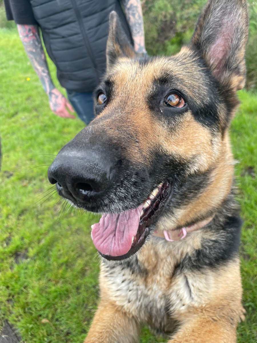 Lexi is 4yrs old and she has loved everyone she has met, Lexi can live with older kids and has walked well with other #dogs but she does have a bit of separation anxiety so exp of this needed #GermanShepherd #Cheshire gsrelite.co.uk/lexi-16/