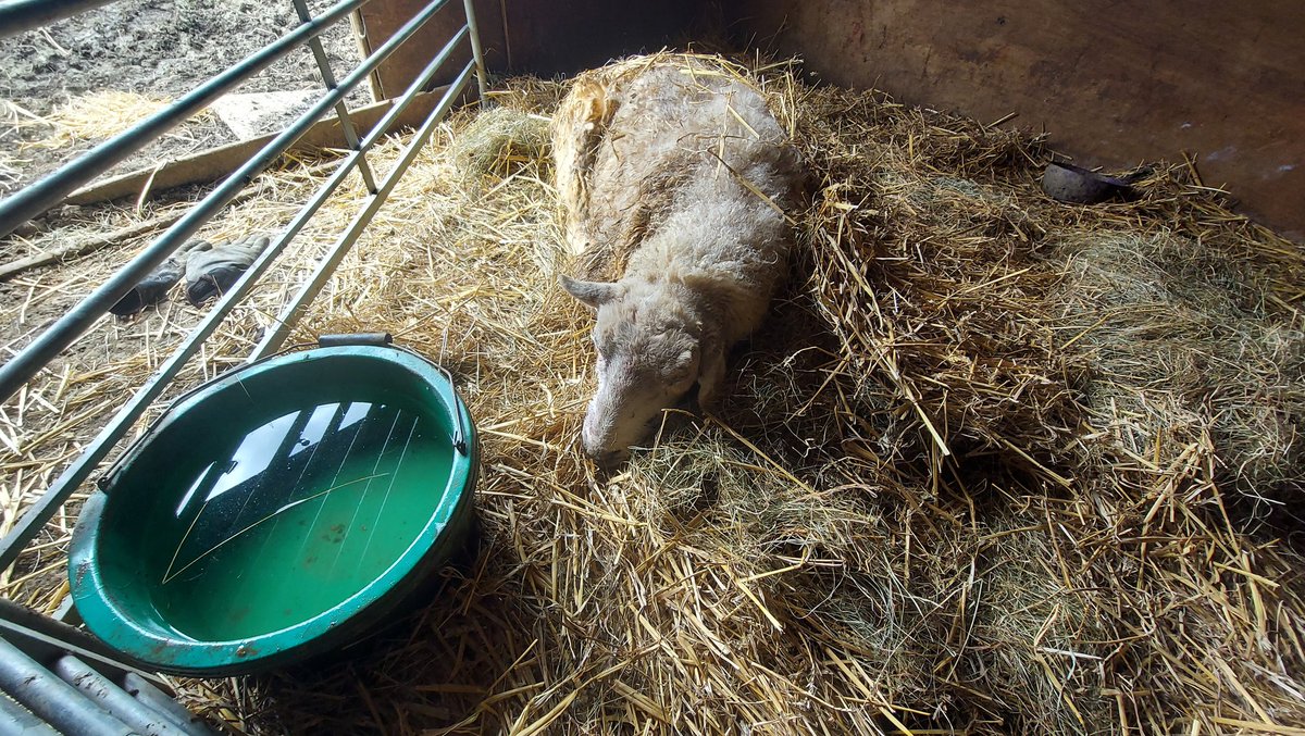 Poor old Toby. An old wether he is prone to stumbling. Yesterday I noticed that I couldn't see him & he had fallen over out of sight behind the barn. Sadly the crows found him first & got at one of his eyes & his tongue. Pleased to say he is eating well despite his injuries.