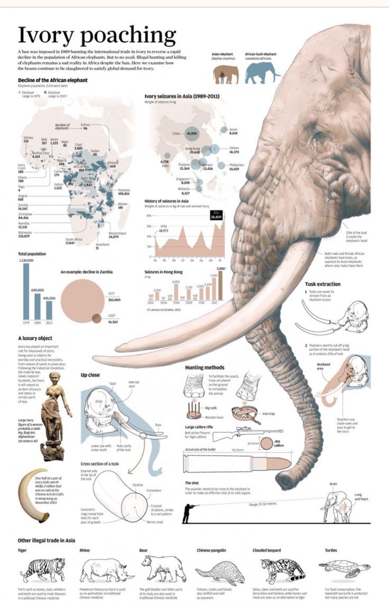 #Elephants are being slaughtered for their ivory - they NEED our help!! 
 #SaveTheElephantDay #extinctionisforever