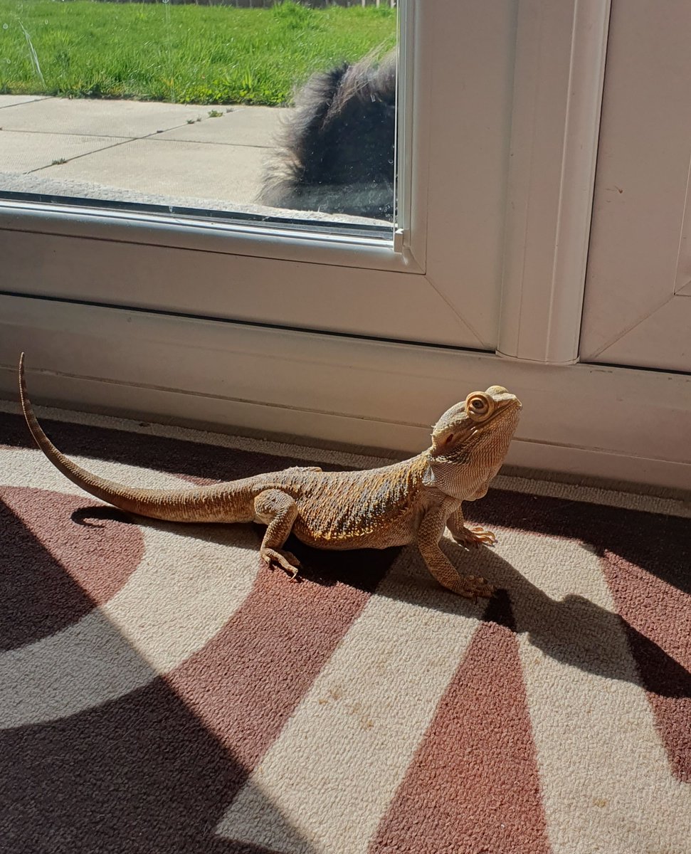 Happy #NationalPetMonth! 
Here at team <a href="/AbdnCAD/">Centre for Academic Development</a> we are a bunch of animal lovers. Let us introduce you to our furry and scaly family members, featuring left to right are: Loki 🐶 Shaka 🐶 Skye 🐱 and Snowie 🦎. 
Look out for our next post introducing even more of our pets 🐱🐶