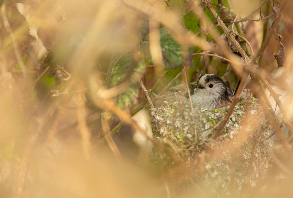 Did you know that lichens are important for birds? Many species feed on the tiny insects that live in amongst the lichens' crevices and folds. Some birds even use lichens to help build their nests, like this gorgeous long-tailed tit! Perfect camouflage. 🪺 📷 Ben Andrew