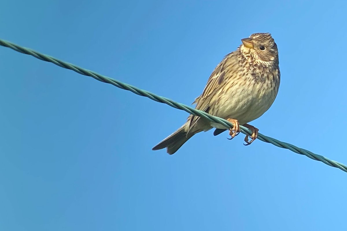 x3 BBS survey @DysonFarming in Oxfordshire; 20 species in 1 SQ including 10 singing Corn Bunting, 40 Skylark and a VERY early/smart Male Whinchat. This 900m 'beetle bank' feature is now 2 year old and supported x4 breeding species BOCC RED and not forgetting 2km of new hedgerow😍