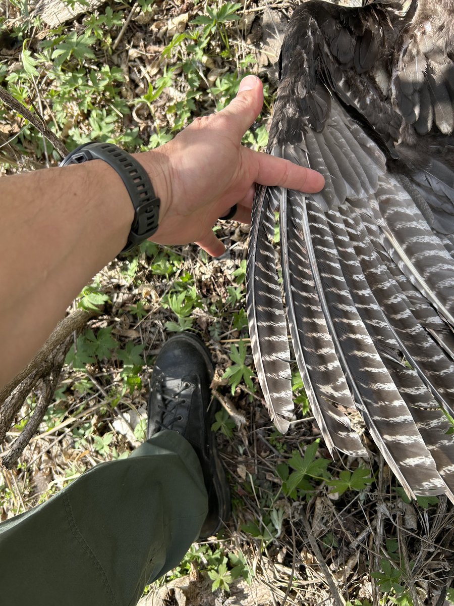 Three adult gobblers were recently found shot and dumped in a dried lake bed in Platte Co. No meat was taken, but beards, tail fans, and leg spurs were removed.