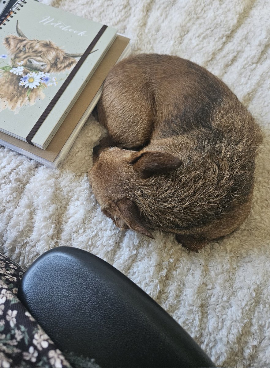 Working from home with my little assistant 🐕 #socialworker #workfromhome #lovesocialwork